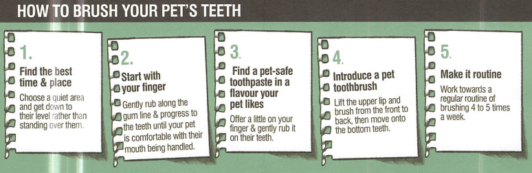 How to brush your pets' teeth image