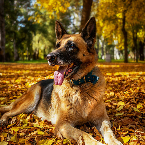 Autumn Pet Care