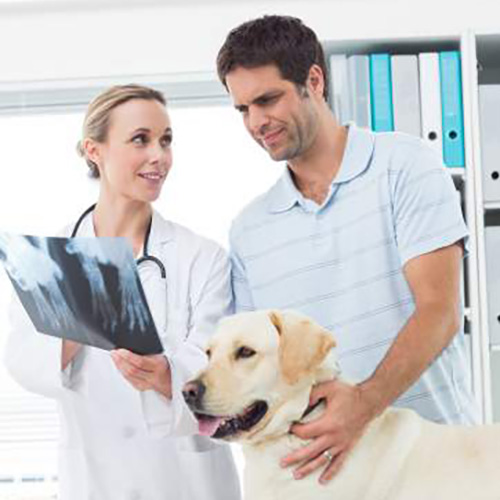 How does pet insurance work?