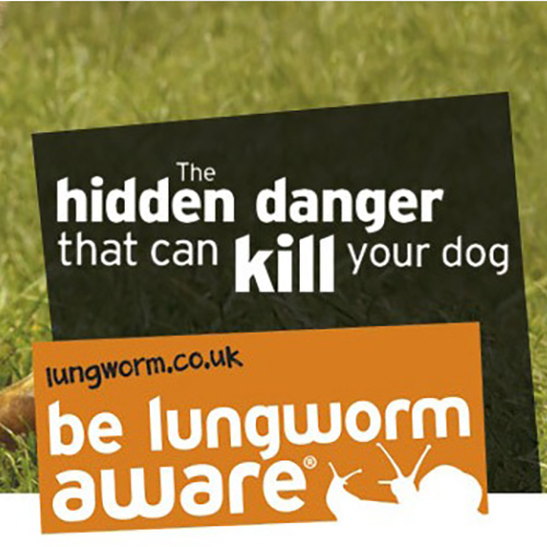 Lungworm – The Silent Killer