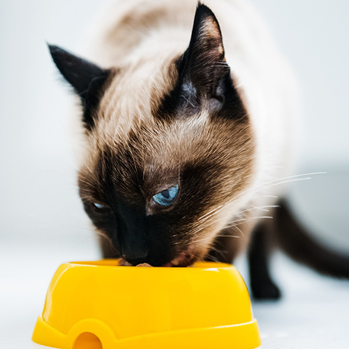 What To Do When Someone Else Is Feeding Your Cat