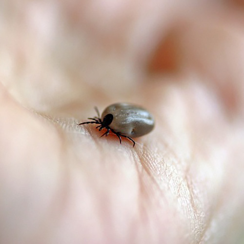 What Happens If You Don’t Remove A Tick From Your Dog?