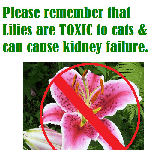 Lilies Are Toxic To Pets