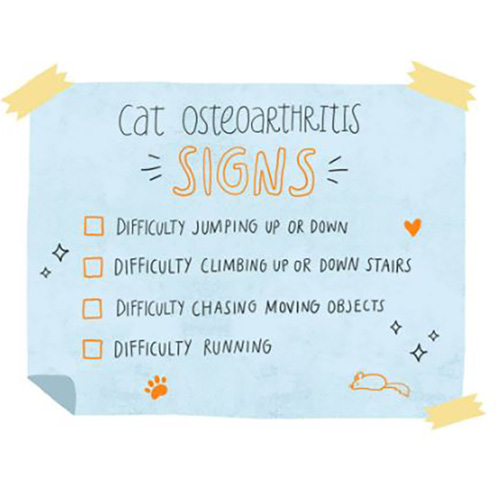 Osteoarthritis and your cat