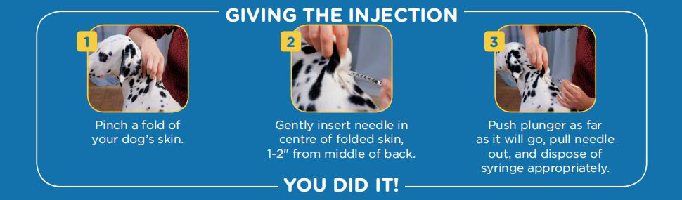 Giving a pet insulin injection