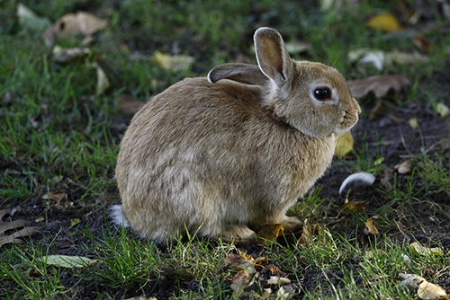 Rabbit Healthcare Club Image